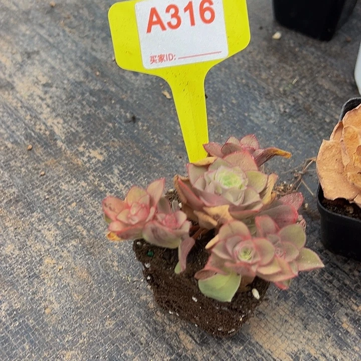 嗨****요精品系列山地玫瑰