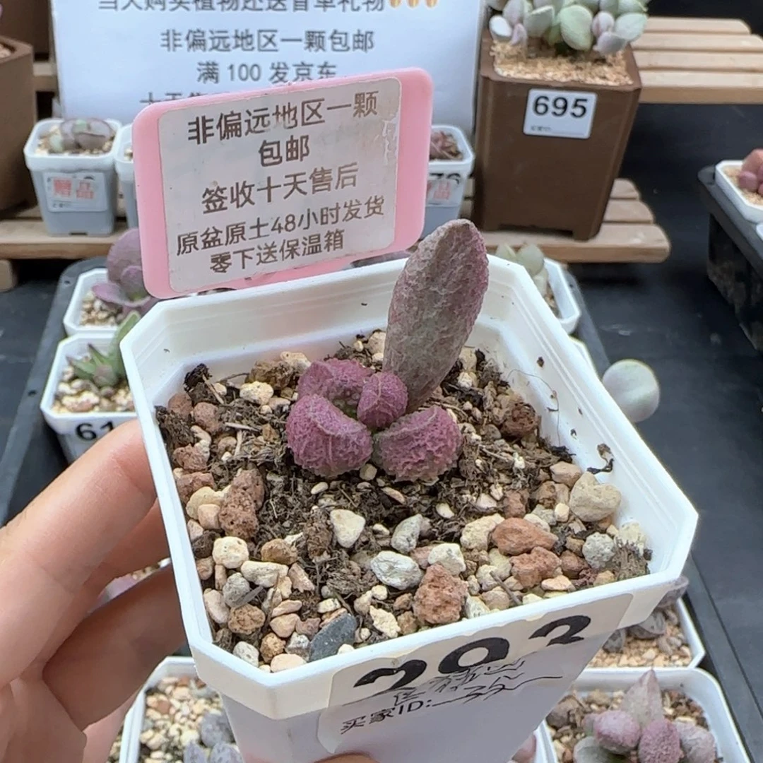 293巨猪宝多肉植物