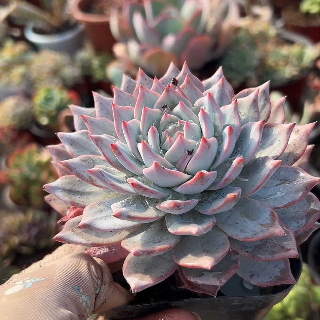 多肉植物多肉植物