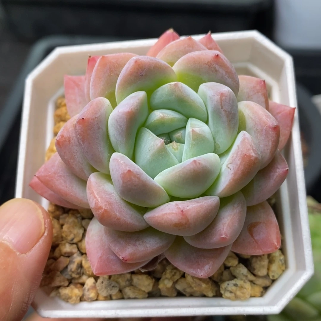 精品多肉一物一拍不包整44