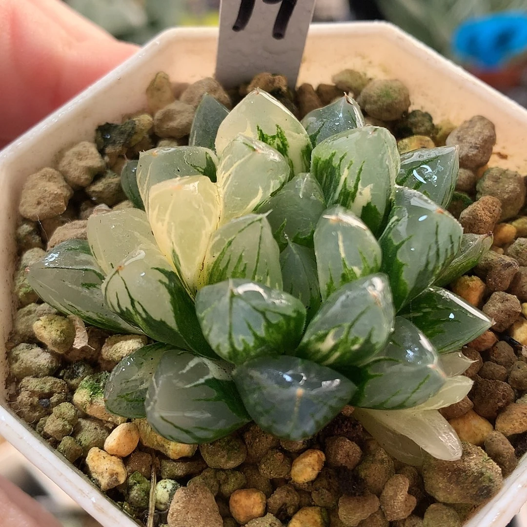 19号北极之光玉露锦