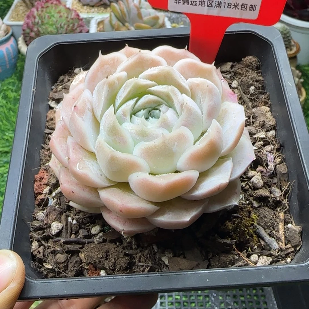 解忧植物多肉编号67