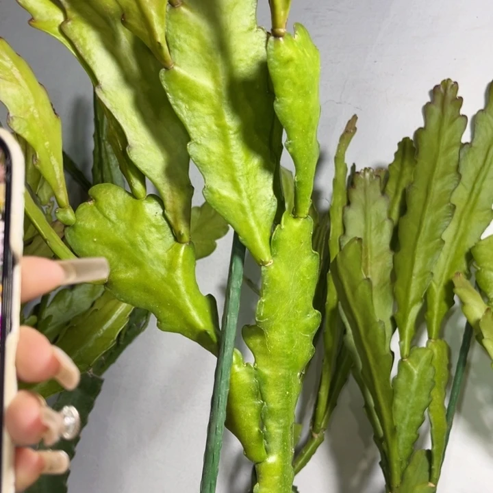 当前无花栽培后可以开花804