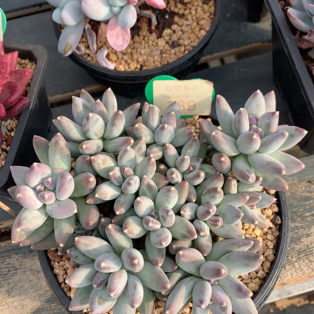 松果美人老桩平头139