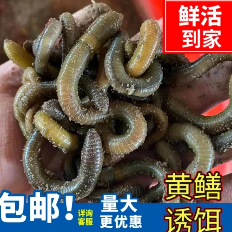 鲜活黑蚯蚓钓鱼黄鳝青蚯蚓特大臭蚯蚓地龙活体诱饵青蚯蚓青蚯蚓