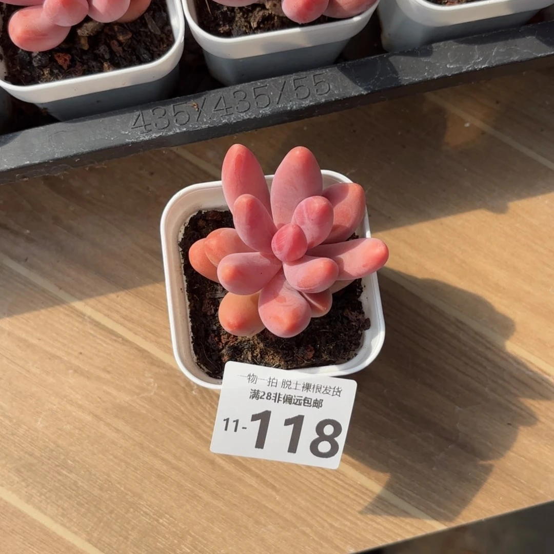 红手指多肉一物一拍