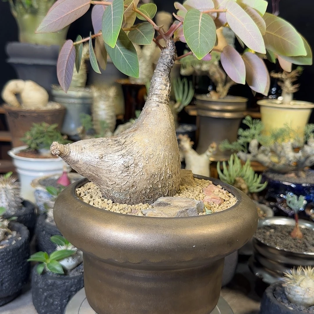 一物一拍奇异油柑04