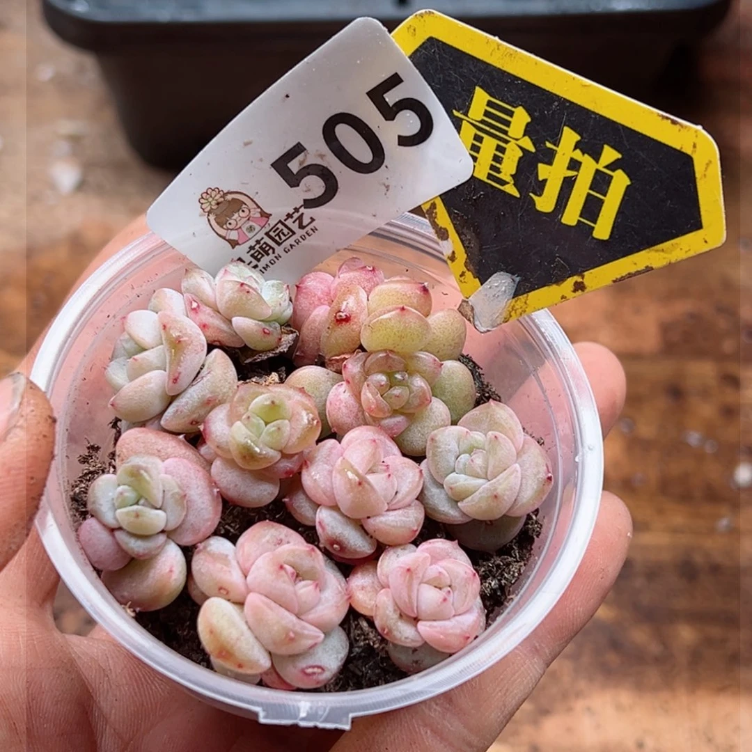 多肉植物多肉植物