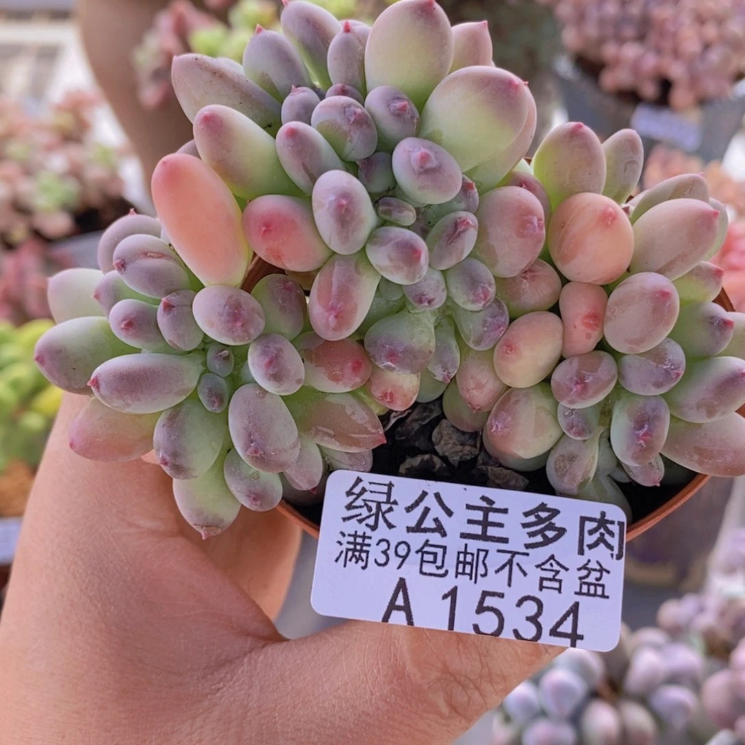 苹果奶缀化8cm1534多肉酱
