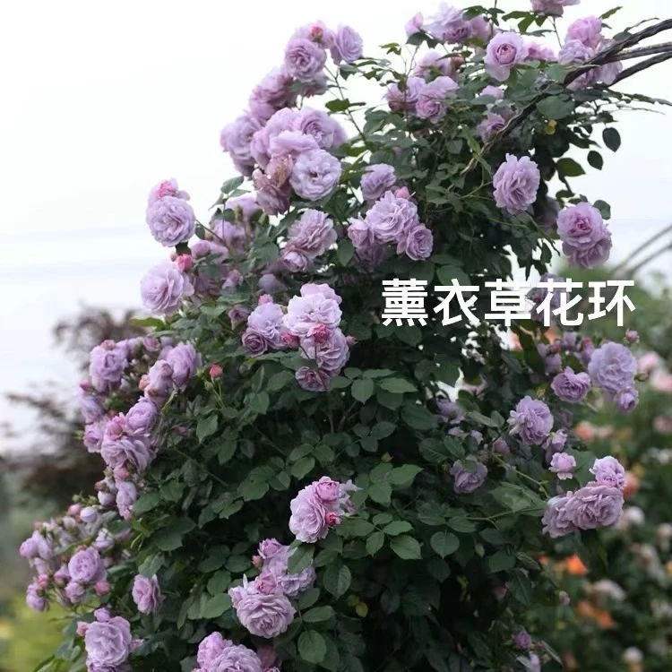 【薰衣草花环】爬藤月季大苗盆栽四季开花阳台庭院种植爬墙月季花苗