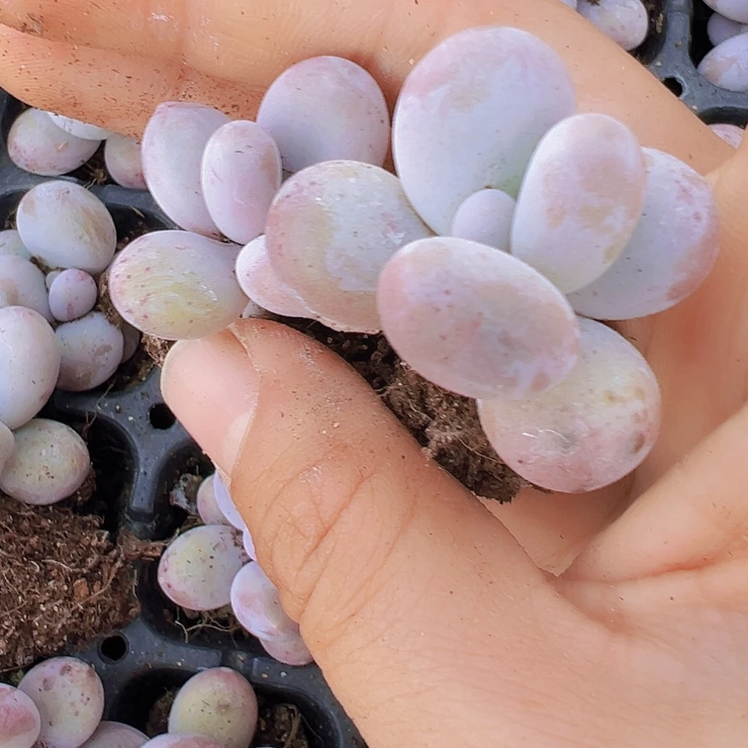 奶酪苗5颗19包邮多肉