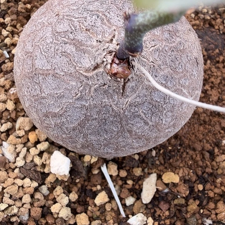 三***果南非龟甲龙福利品