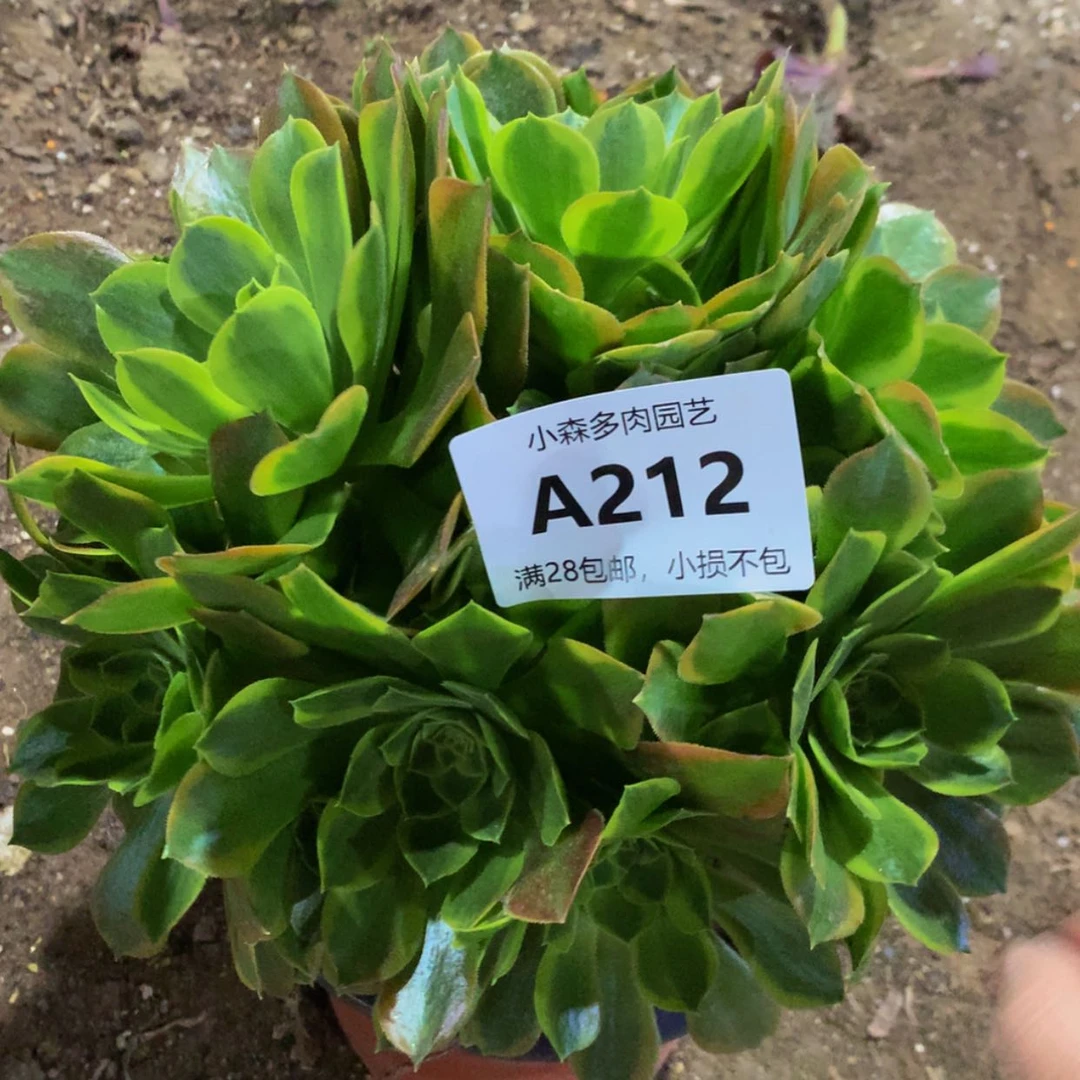 【闪购商品】212青蒙多肉