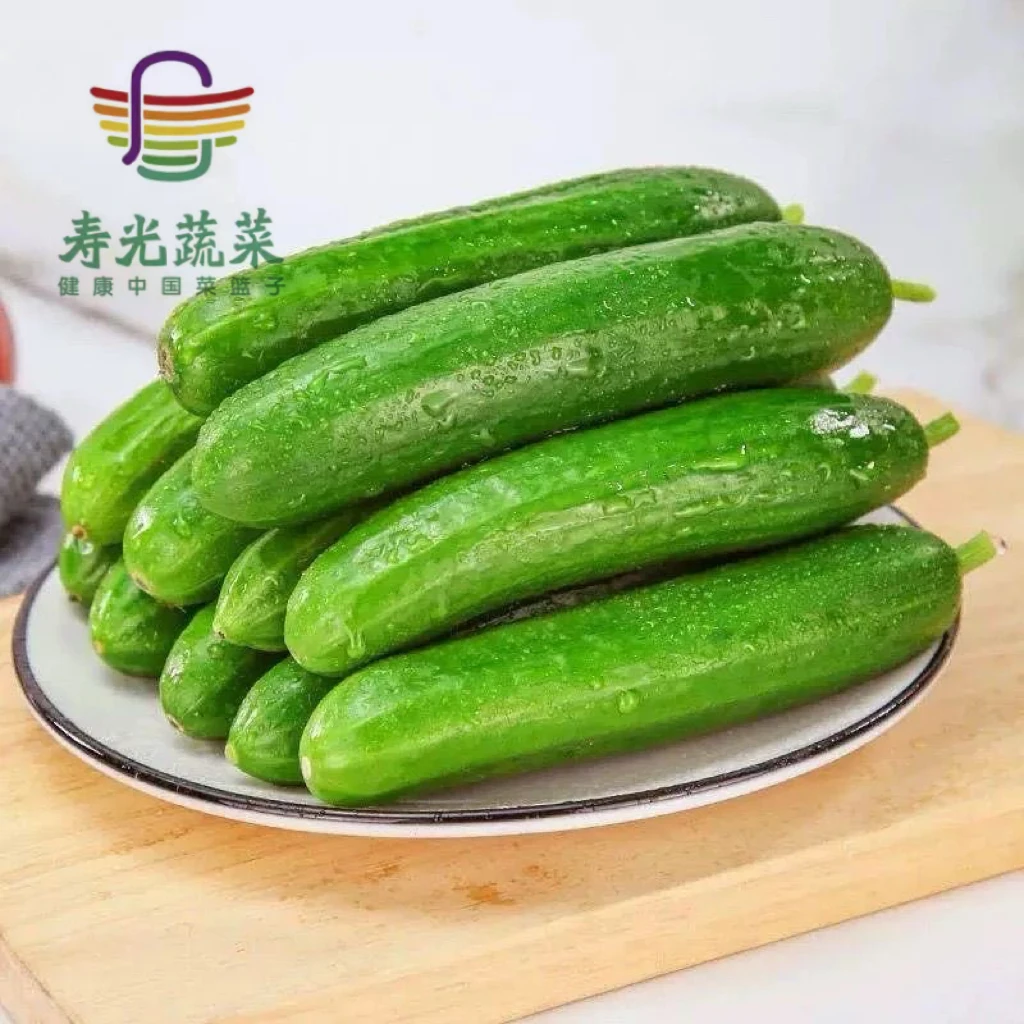 【寿光蔬菜】山东寿光盐碱地口感脆甜水果小黄瓜现摘JD发货