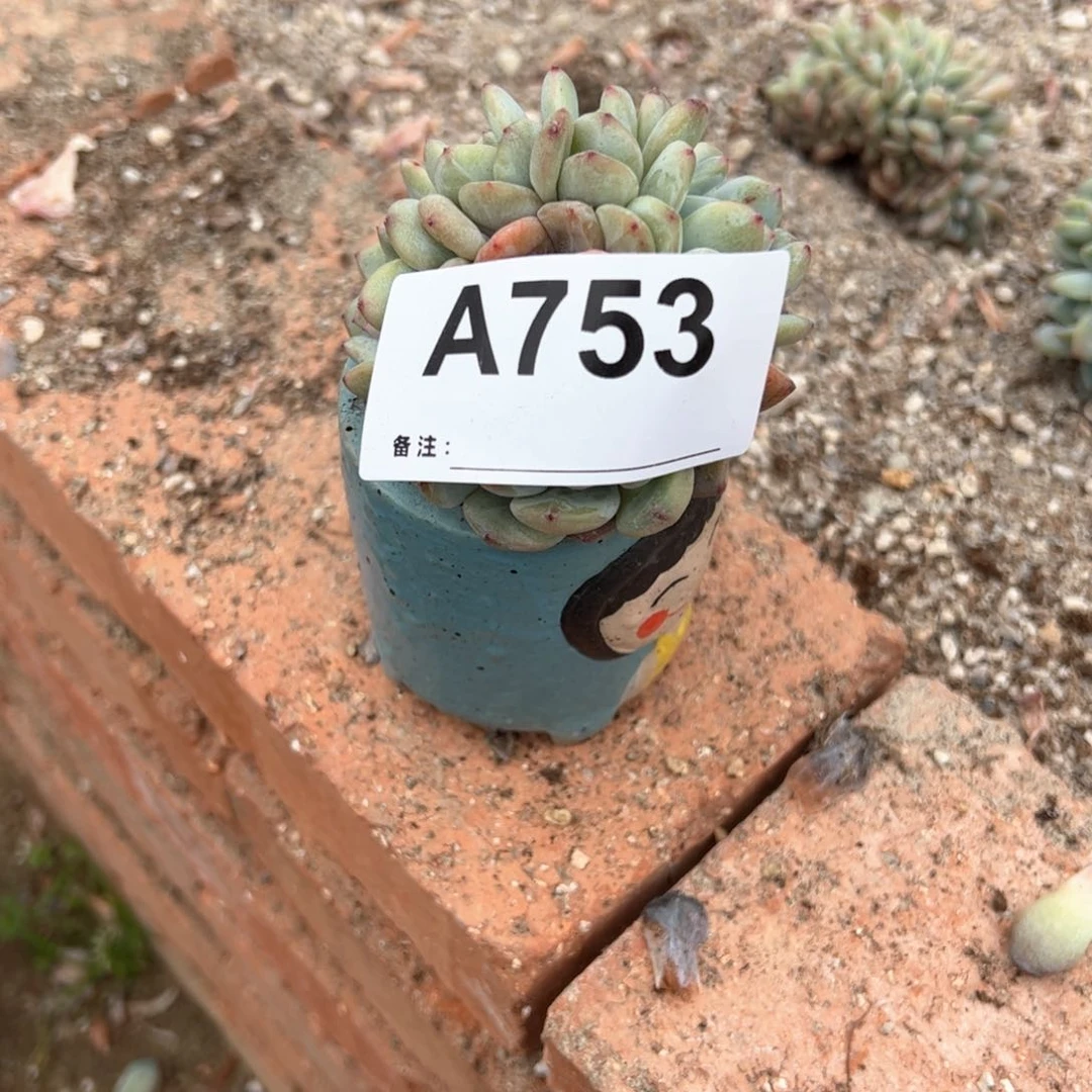 半**甜753 多肉多肉多肉多肉多肉