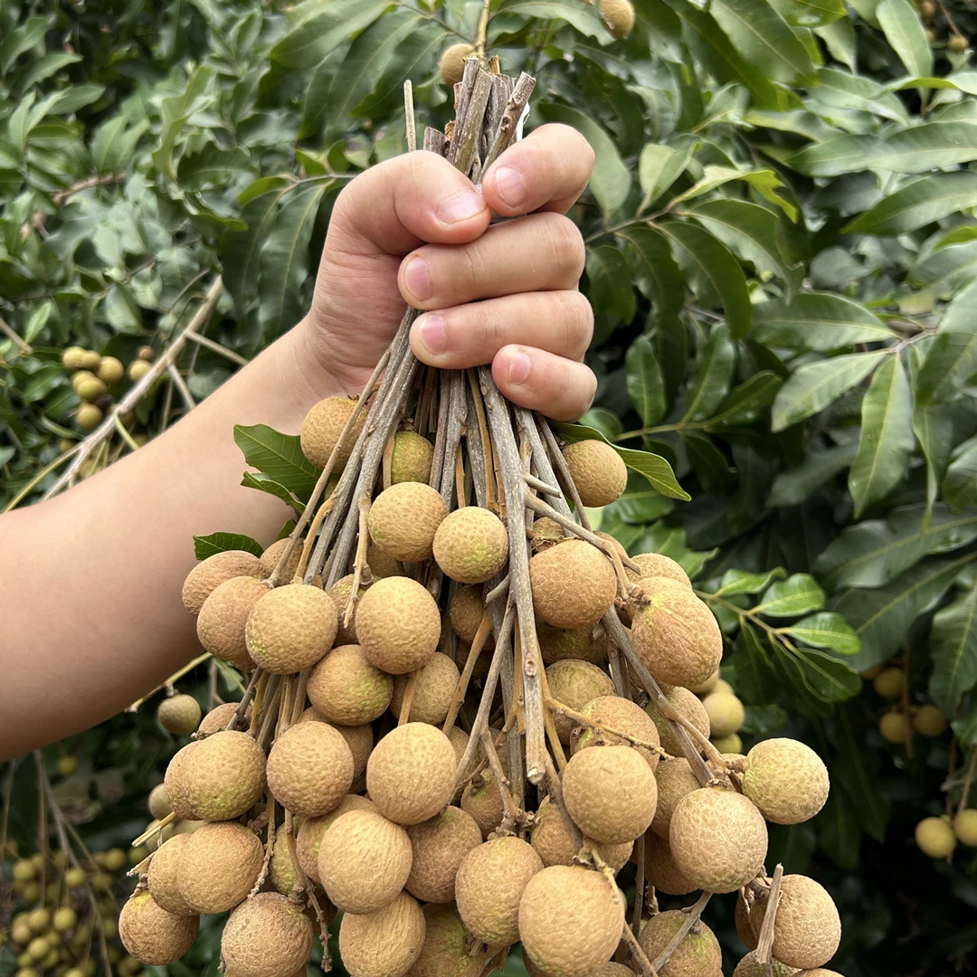 顺丰包邮新鲜现摘当季蜀冠龙眼精选爆甜多汁水