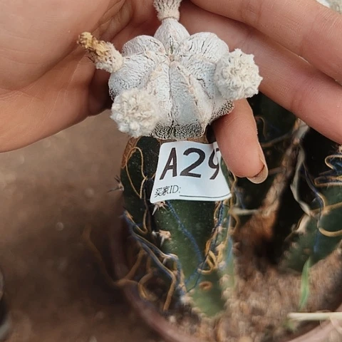 295嗯中仙人球清棚特价