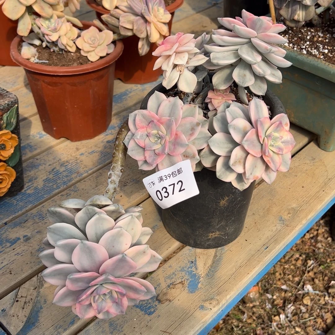 0372多肉植物百科知识