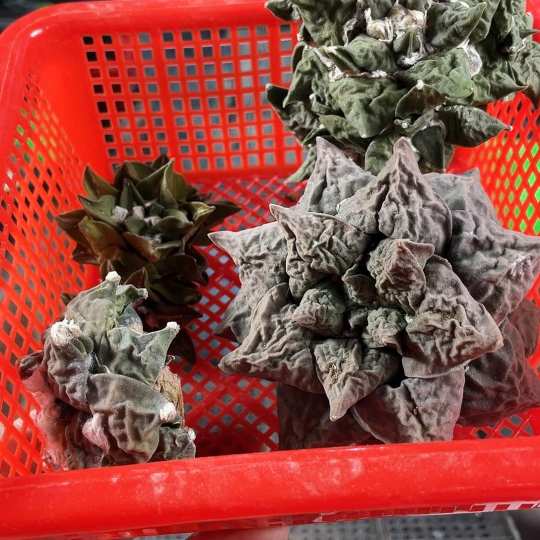 7号酸菜福利筐拍无根1筐