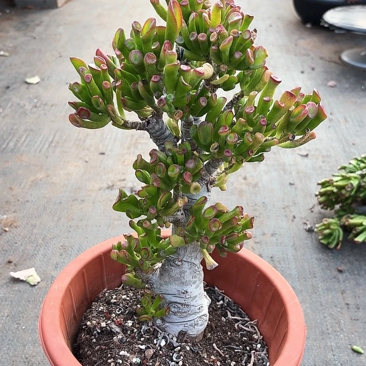 多肉植物，吸财树