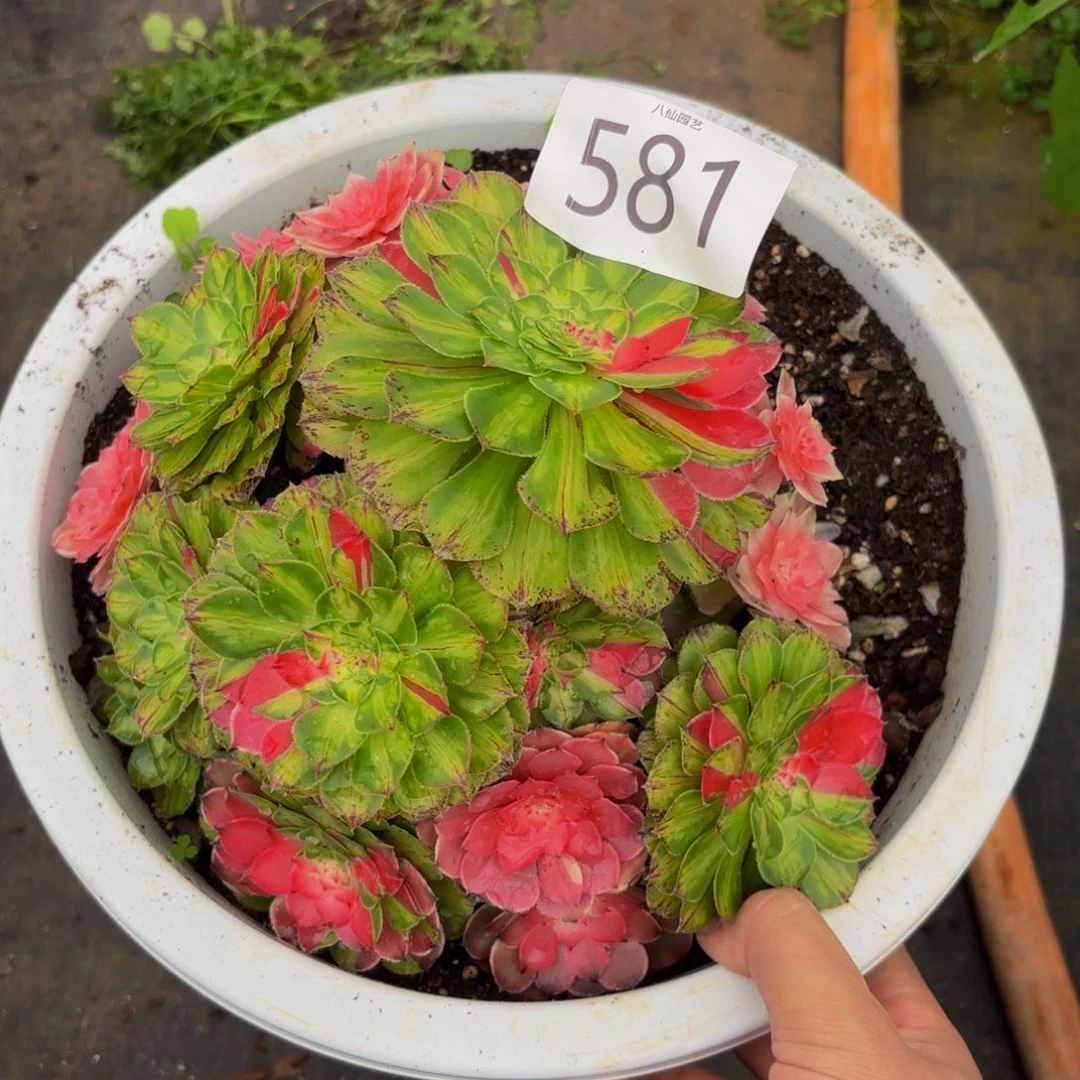 581多肉植物知否特价