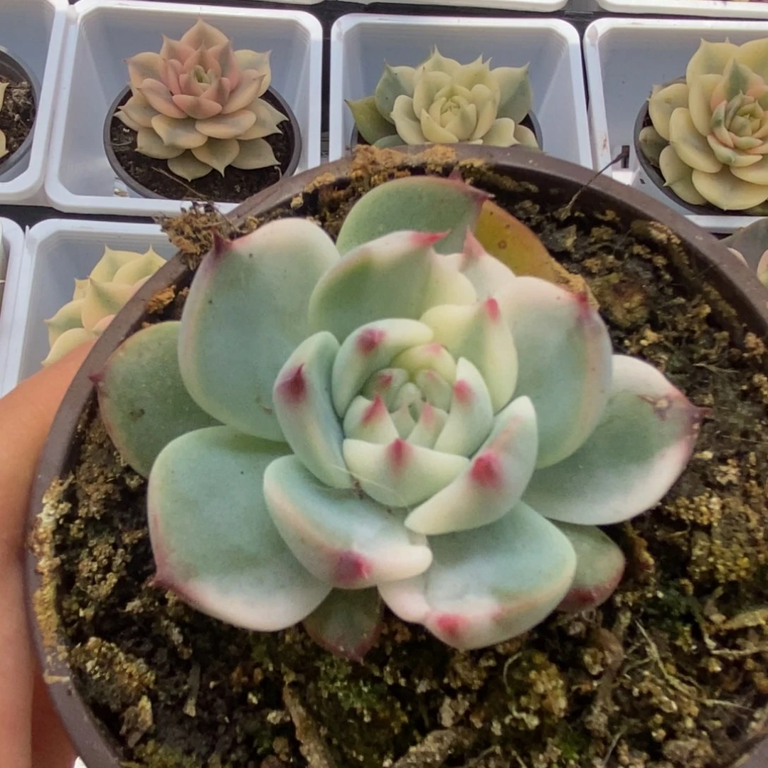 582锦锦锦锦锦锦锦锦锦