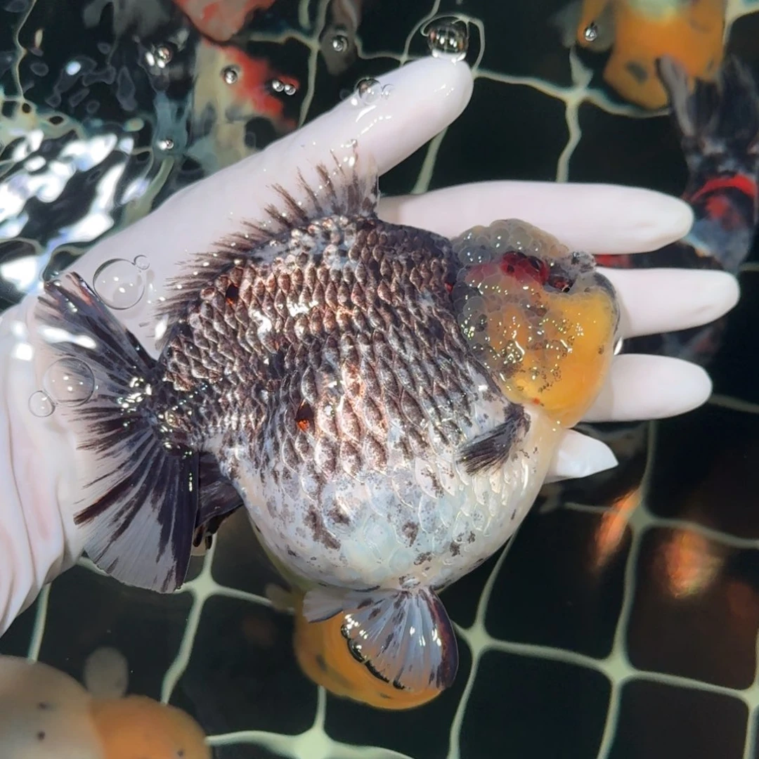 海水鱼精品金鱼金鱼