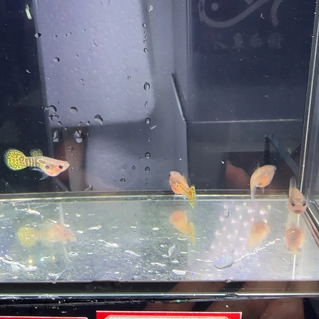 孔雀鱼黄蕾丝野生色两对