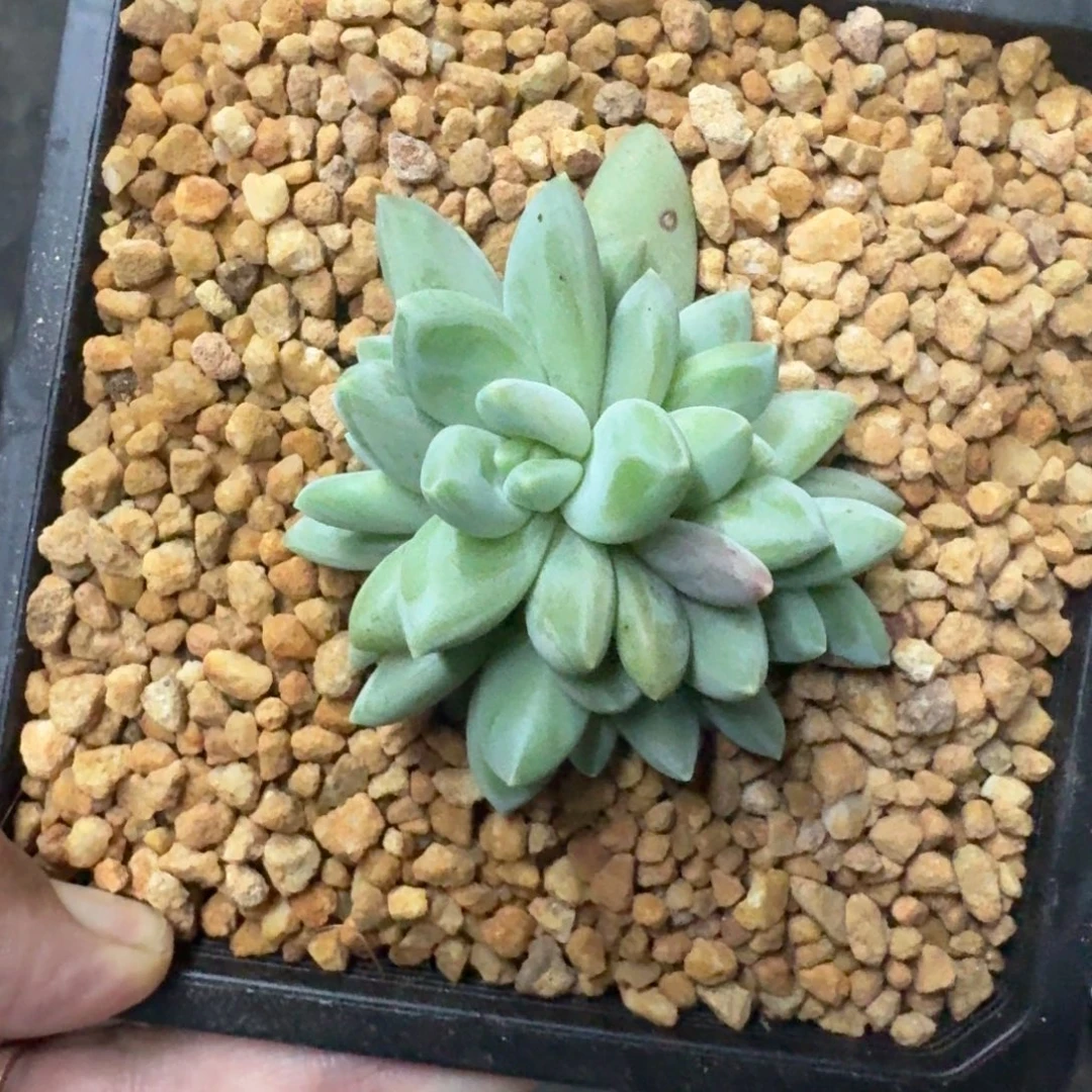 波光 5头 一物一拍