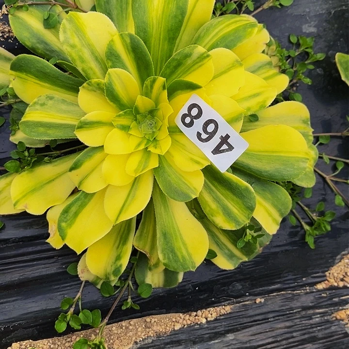 468五彩琉璃多肉植物处理不售后