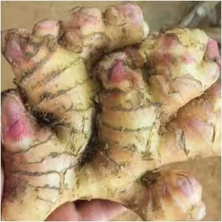 M正宗云南高山小黄姜现挖新鲜老姜生姜产地直销