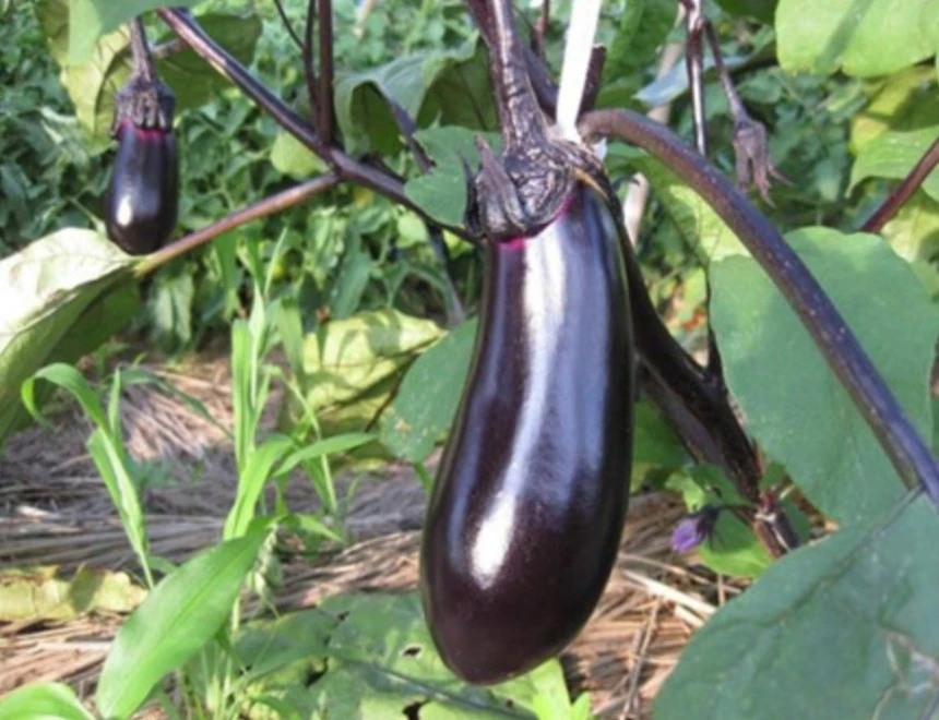 小马助农农家茄子