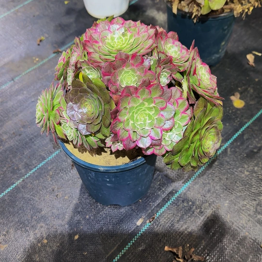 多肉植物万花筒老庄