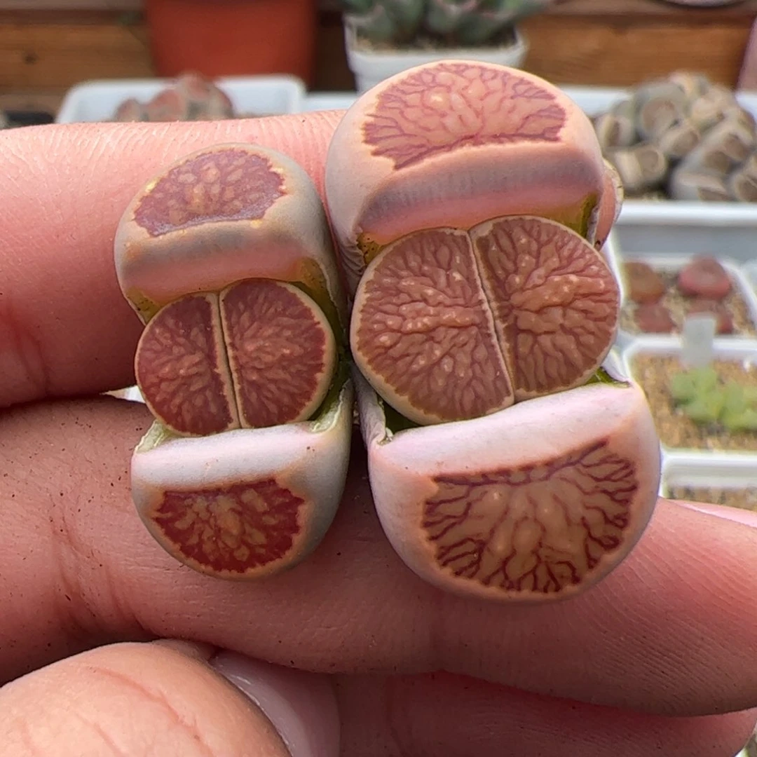 春*0652号菊2颗 多肉植物