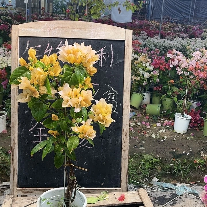 完全开放三角梅苏瓦那