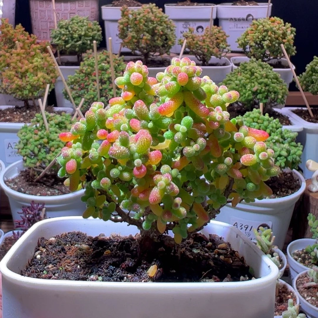 306金桔一物一拍带盆土发货