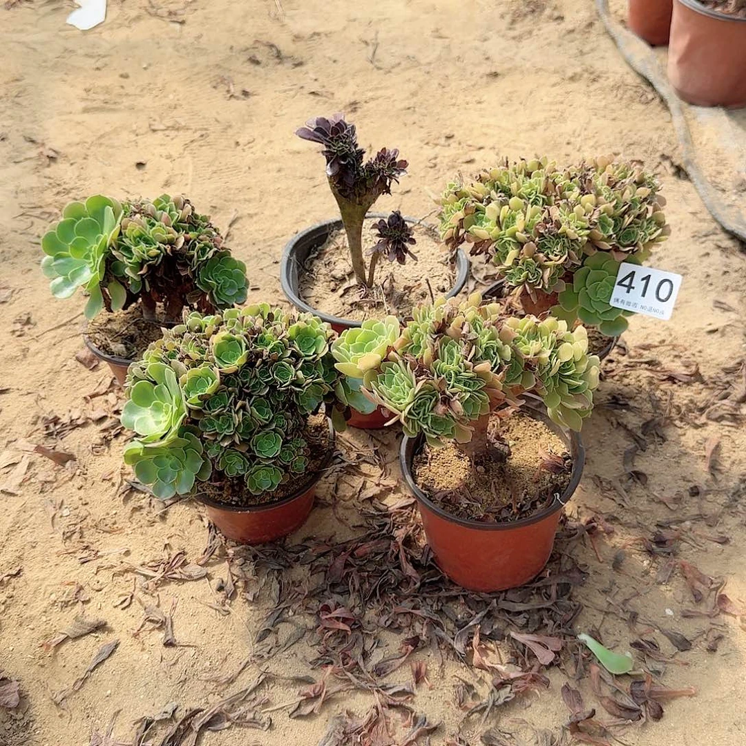 410火玫瑰朵朵黑法师共5颗呀