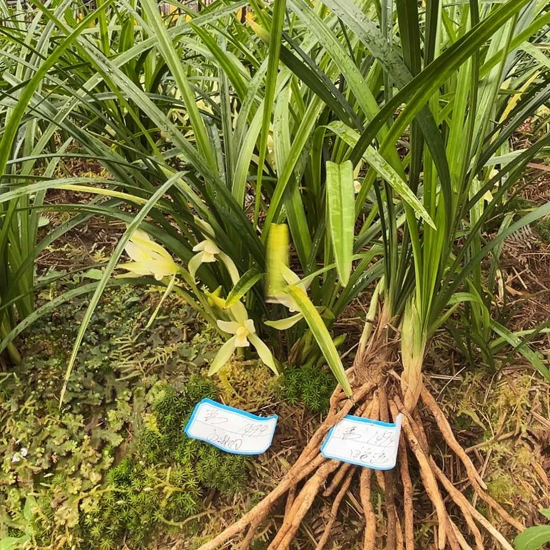 大部分花苞少量开放一组小秋月一组白色恋人