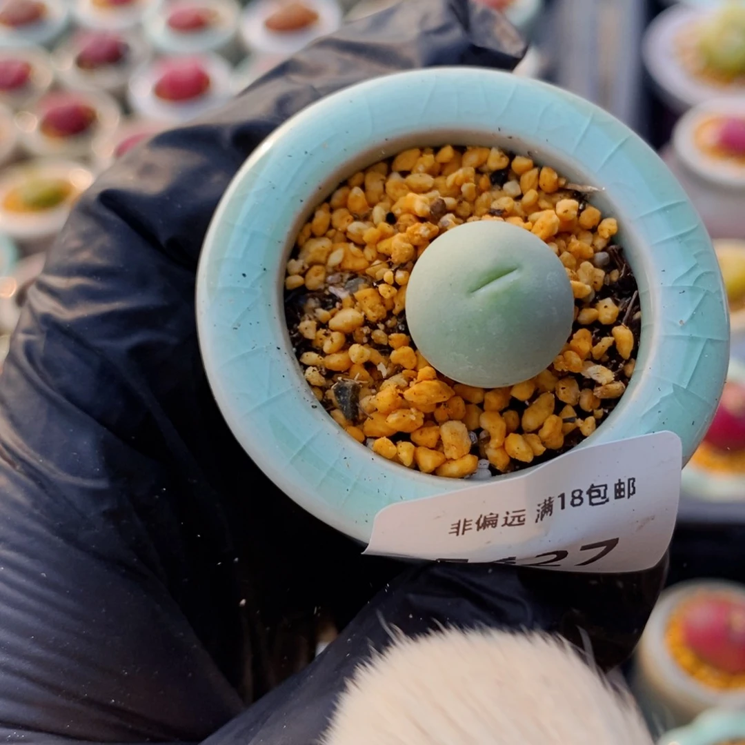 5627--一物一拍 带盆