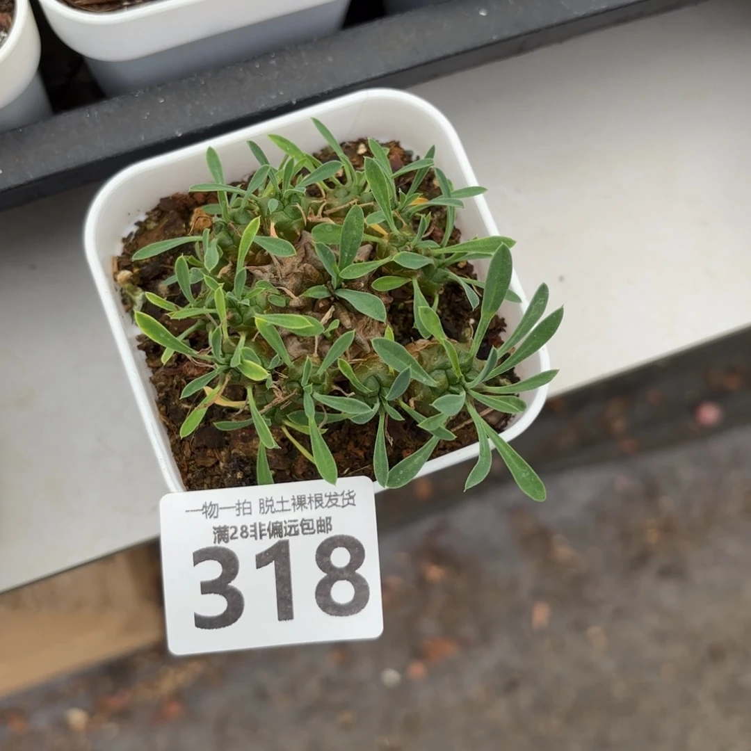 铁甲丸无盆土发货