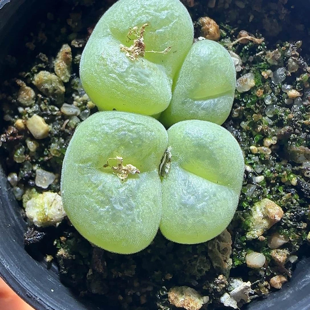 哈哈哈哈哈哈哈55868