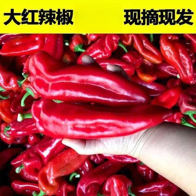 新鲜蔬菜大红泡椒辣椒酱剁椒用肉厚红尖椒乌红辣椒现摘现发