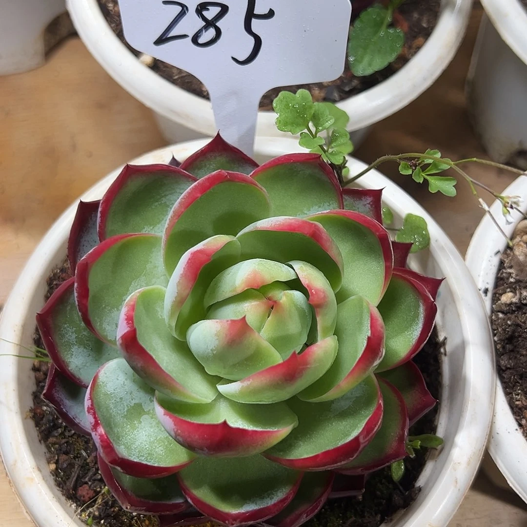 指***律惊鸿仙子一物一拍285号