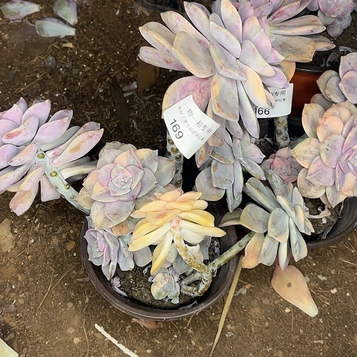 紫乐锦群，一物一拍