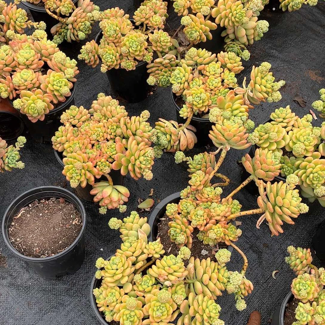 香格里拉12.8米 量拍多肉