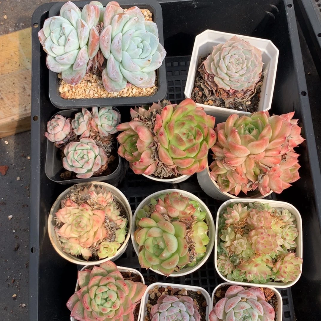 1026-34 套餐一组