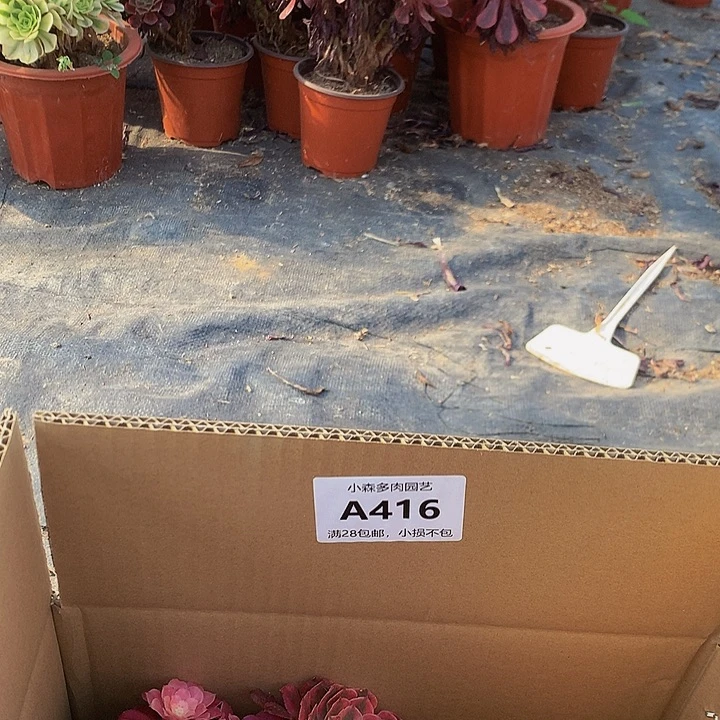 416，88888888888888