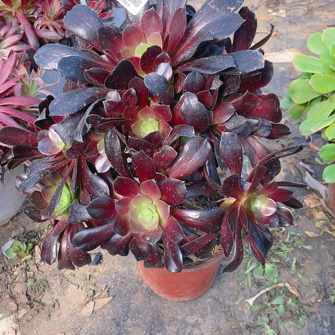 550欧紫多肉小损样