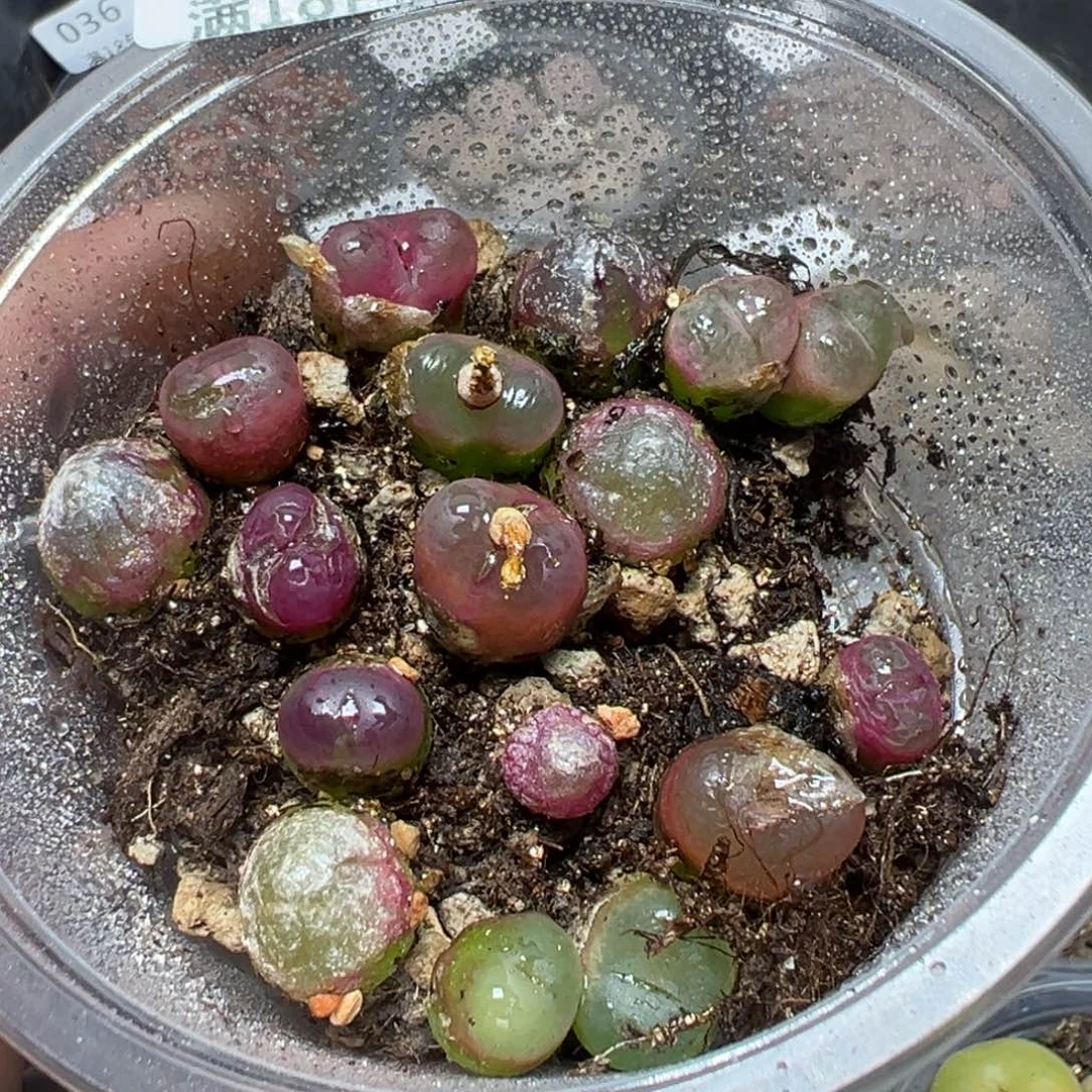 【闪购商品】 043。