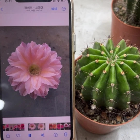 露露粉色美人尖7公分左右